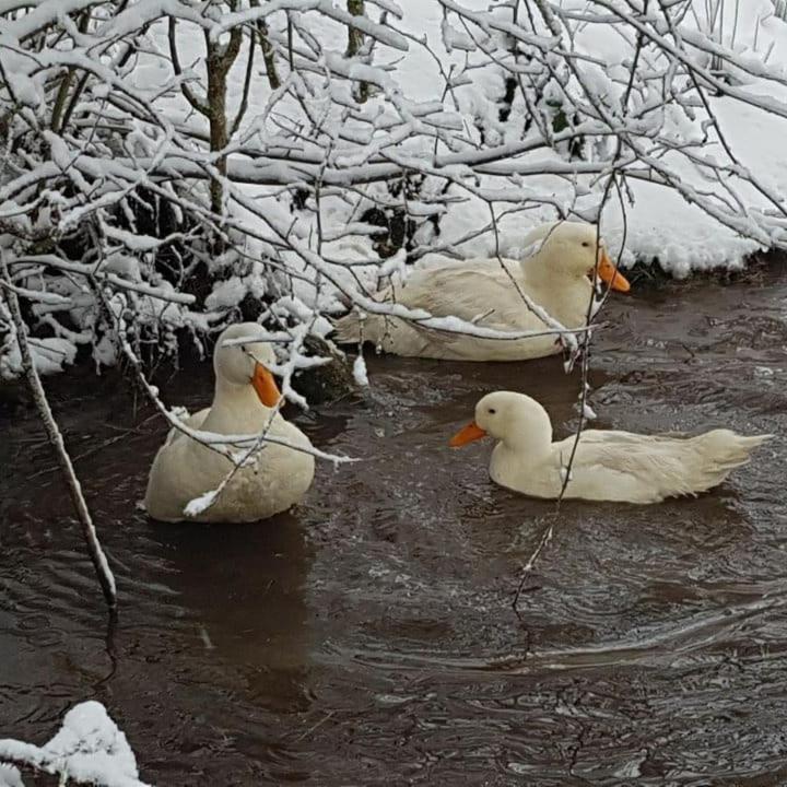 Auverg'Nature Chambre Auvergnate Espinasse Zewnętrze zdjęcie
